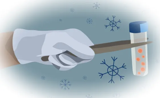 Сколько яйцеклеток нужно заморозить, чтобы получить высокий шанс на одного ребенка?