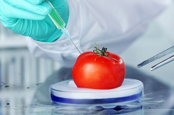 Какая ответственность предусмотрена за использование в продуктах питания генно-модифицированных организмов?