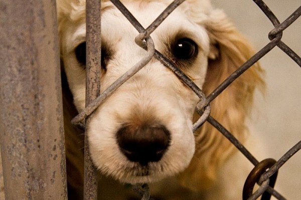Какая ответственность грозит за жестокое обращение с животными?