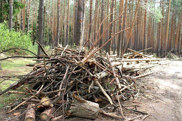 Как регулируется вопрос сбора и заготовки недревесных лесных ресурсов, в частности, хвороста, «валежника»?