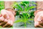 Предусмотрена ли ответственность за незаконное культивирование наркосодержащих растений?